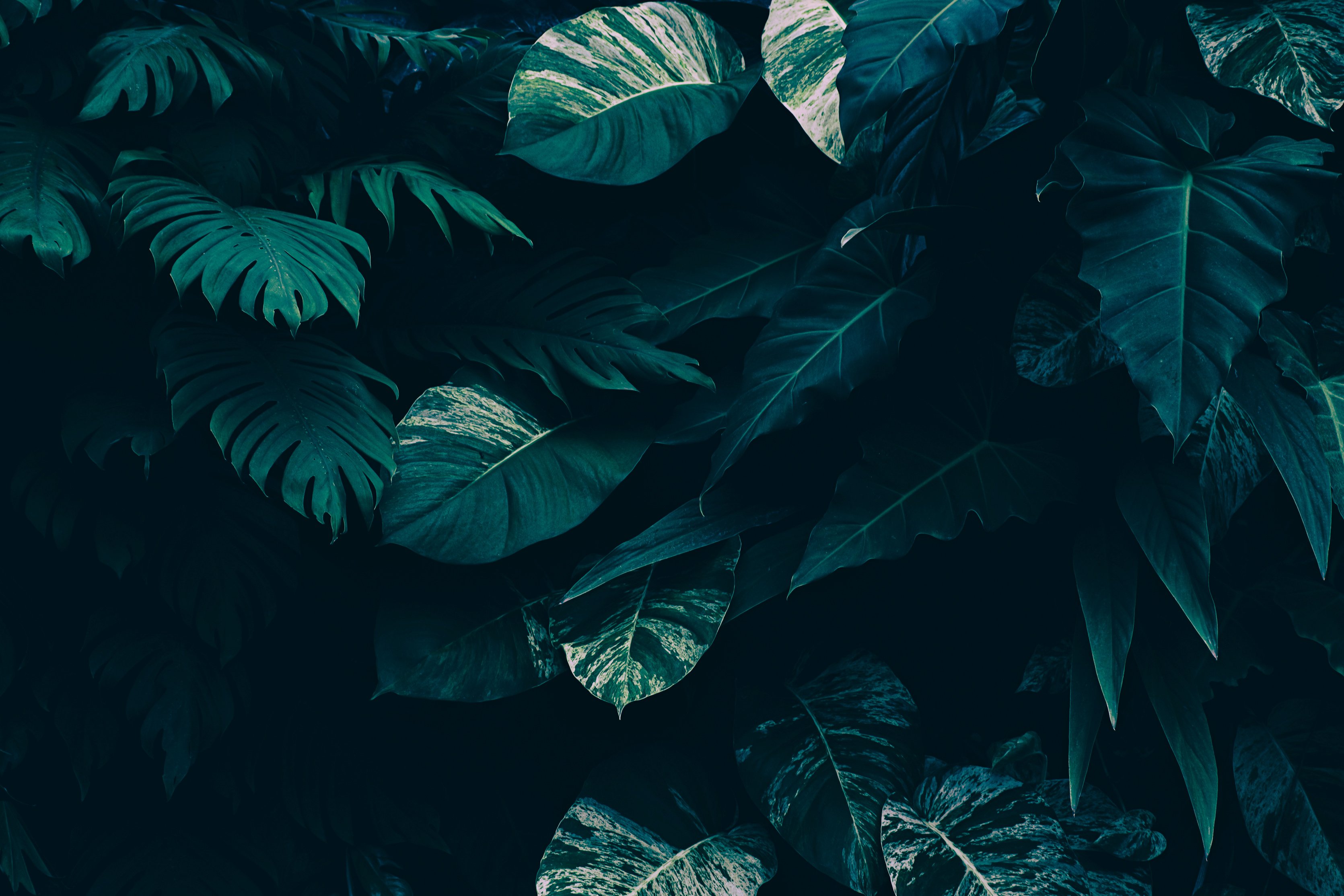 tropical foliage, dark nature background